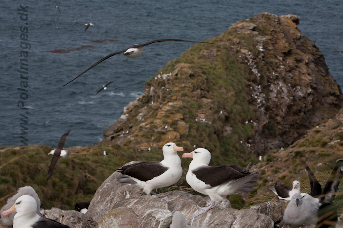 Black-browed Albatross, West Point Island, Falklands_MG_7526
