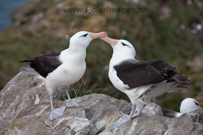 Black-browed Albatross, West Point Island, Falklands_MG_7531