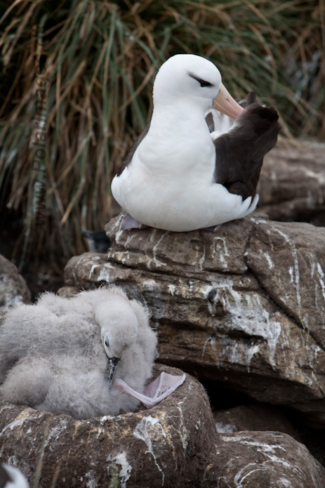 Black-browed Albatross, West Point Island, Falklands_MG_7551