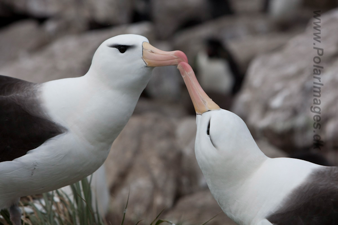 Black-browed Albatross, West Point Island, Falklands_MG_7590