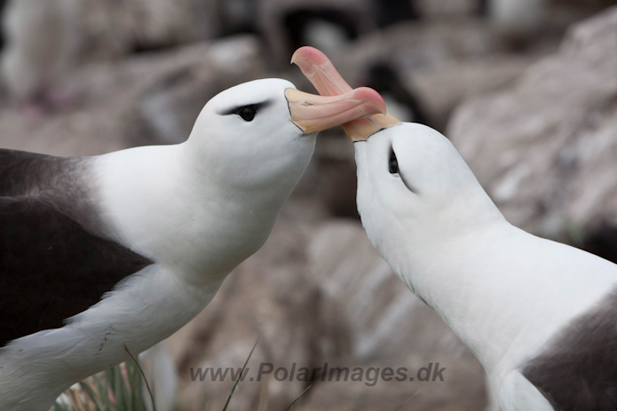 Black-browed Albatross, West Point Island, Falklands_MG_7595