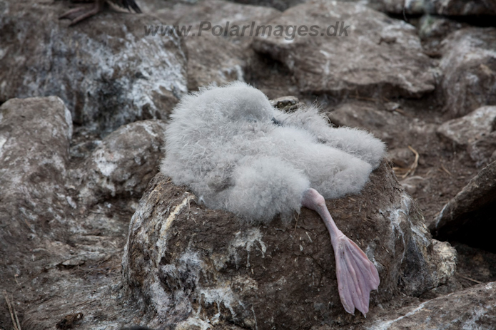 Black-browed Albatross, West Point Island, Falklands_MG_7597