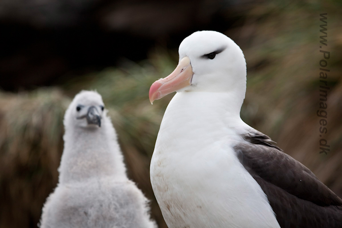 Black-browed Albatross, West Point Island, Falklands_MG_7619