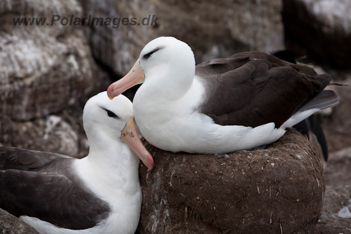 Black-browed Albatross, West Point Island, Falklands_MG_7656