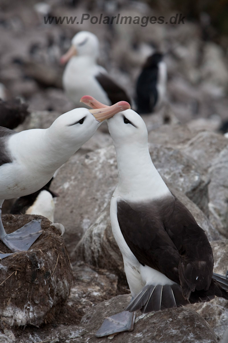 Black-browed Albatross, West Point Island, Falklands_MG_7670