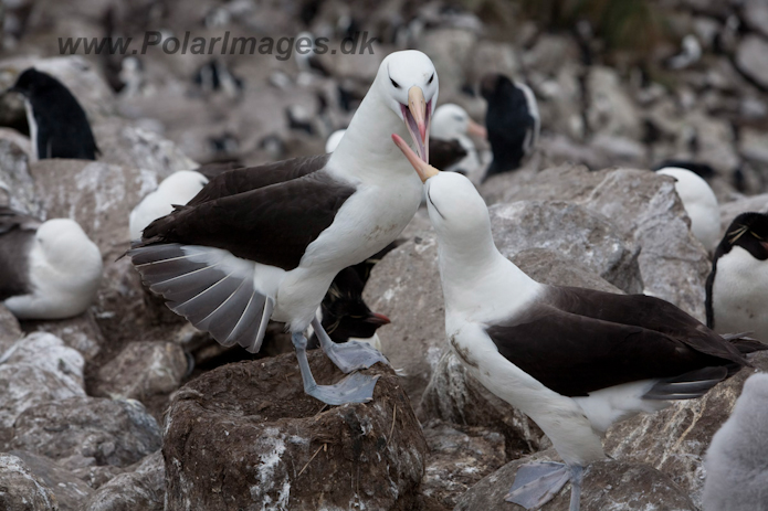 Black-browed Albatross, West Point Island, Falklands_MG_7676
