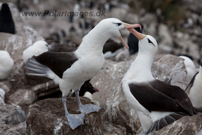 Black-browed Albatross, West Point Island, Falklands_MG_7685