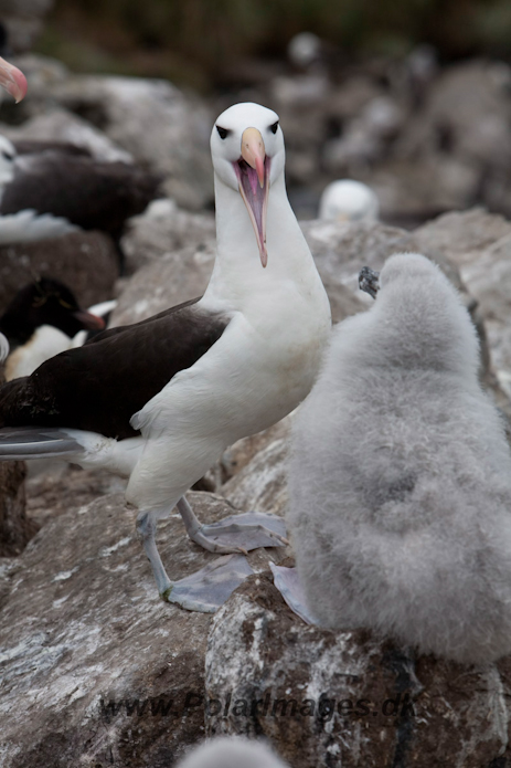 Black-browed Albatross, West Point Island, Falklands_MG_7689