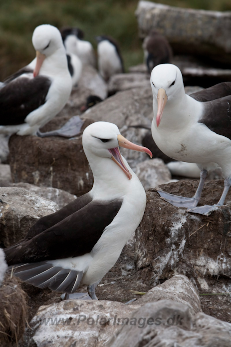Black-browed Albatross, West Point Island, Falklands_MG_7696