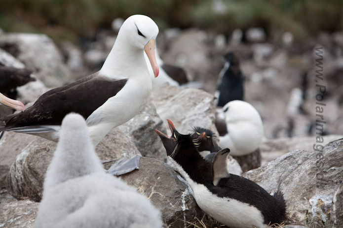 Black-browed Albatross, West Point Island, Falklands_MG_7704