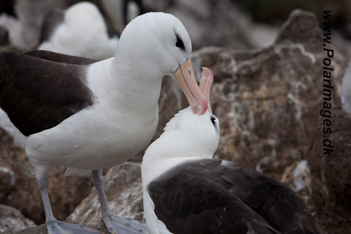 Black-browed Albatross, West Point Island, Falklands_MG_7715