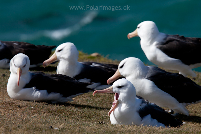 Black-browed albatross, Saunders Island_MG_9178