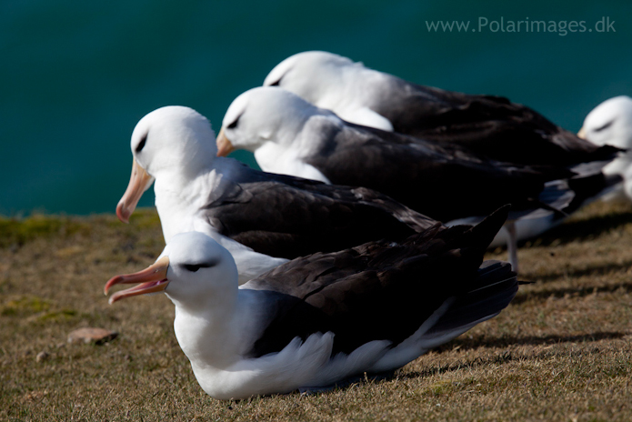 Black-browed albatross, Saunders Island_MG_9191