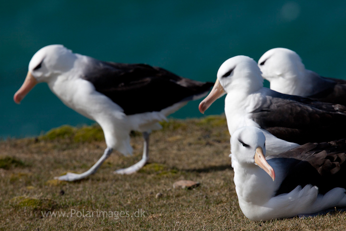Black-browed albatross, Saunders Island_MG_9192