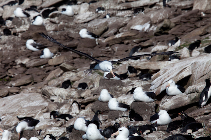 Black-browed albatross, Saunders Island_MG_9194