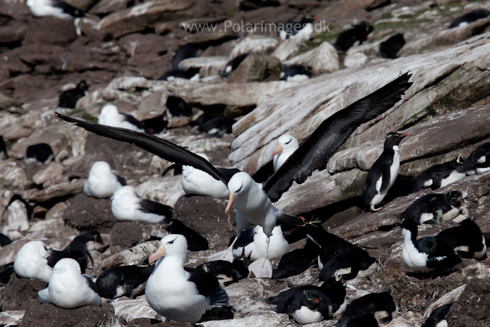 Black-browed albatross, Saunders Island_MG_9195