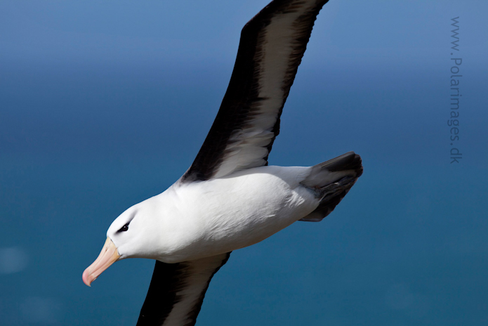 Black-browed albatross, Saunders Island_MG_9207