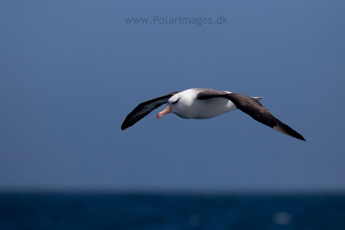 Black-browed albatross, Southern Ocean_MG_9473