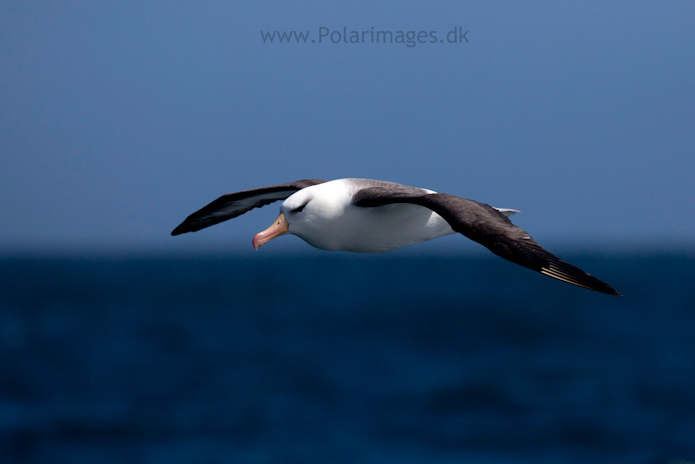 Black-browed albatross, Southern Ocean_MG_9474