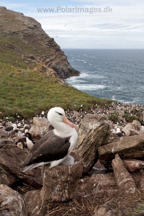 Black-browed albatross, West Point Island, Falklands_MG_2956