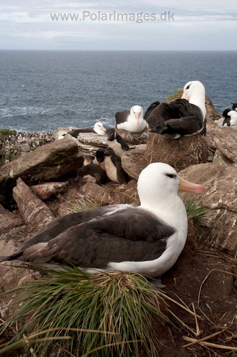 Black-browed albatross, West Point Island, Falklands_MG_2970