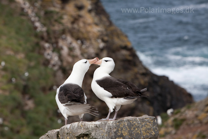 Black-browed albatross, West Point Island, Falklands_MG_2997