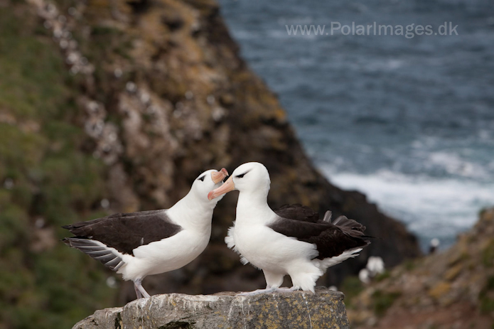 Black-browed albatross, West Point Island, Falklands_MG_3005
