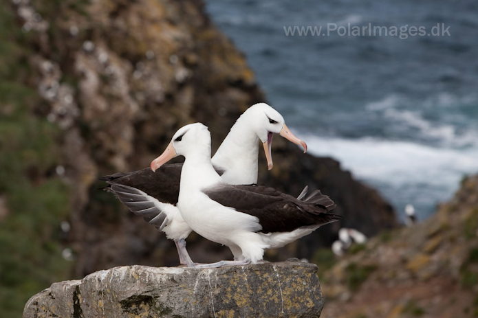 Black-browed albatross, West Point Island, Falklands_MG_3007
