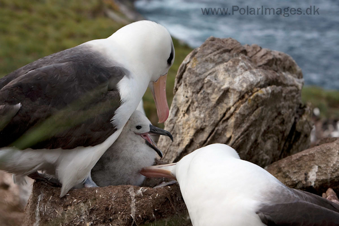 Black-browed albatross, West Point Island, Falklands_MG_3024