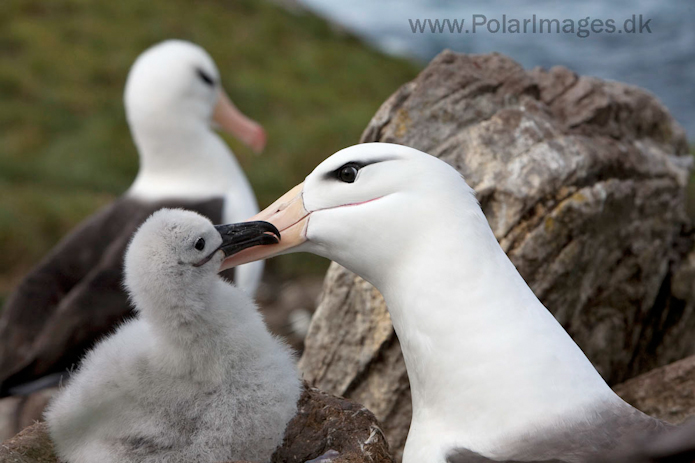 Black-browed albatross, West Point Island, Falklands_MG_3030