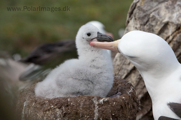 Black-browed albatross, West Point Island, Falklands_MG_3033