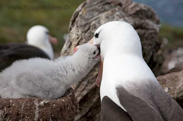 Black-browed albatross, West Point Island, Falklands_MG_3042