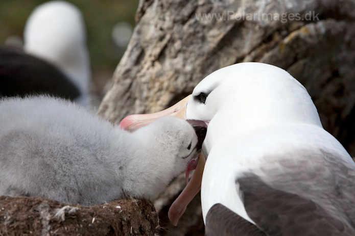 Black-browed albatross, West Point Island, Falklands_MG_3054