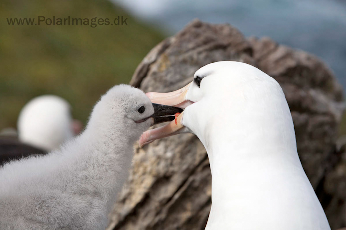 Black-browed albatross, West Point Island, Falklands_MG_3063