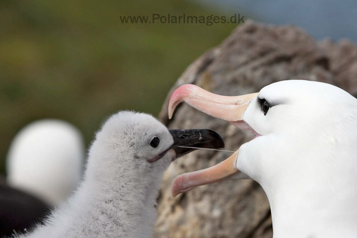 Black-browed albatross, West Point Island, Falklands_MG_3067
