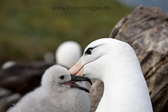Black-browed albatross, West Point Island, Falklands_MG_3068