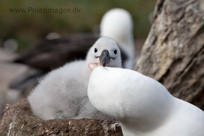 Black-browed albatross, West Point Island, Falklands_MG_3071