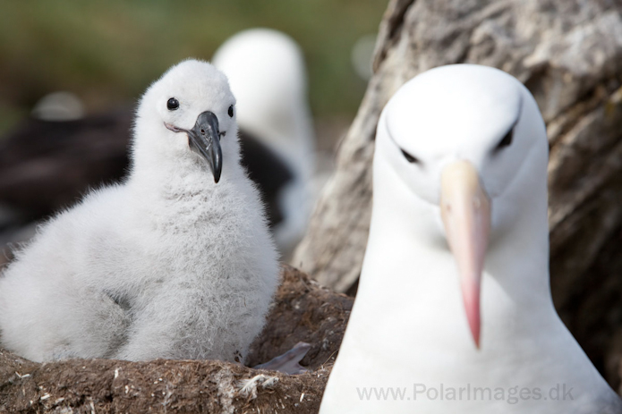 Black-browed albatross, West Point Island, Falklands_MG_3072