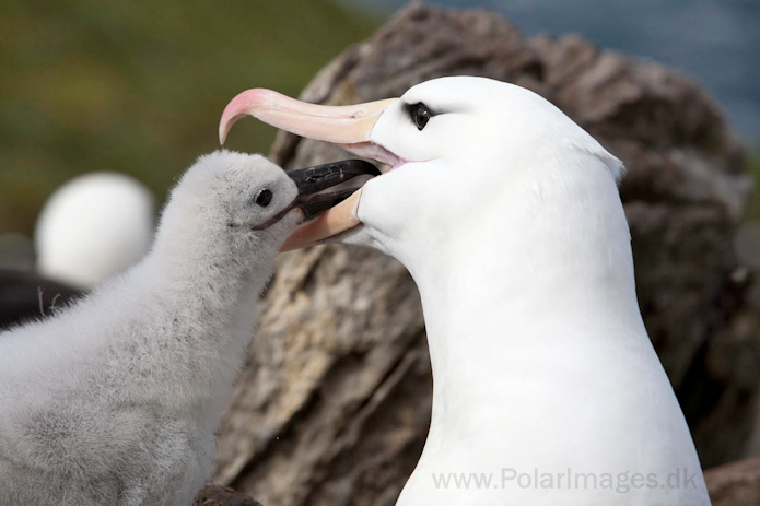 Black-browed albatross, West Point Island, Falklands_MG_3077