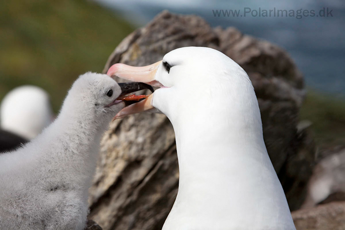 Black-browed albatross, West Point Island, Falklands_MG_3081