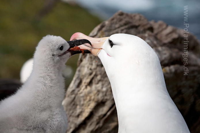 Black-browed albatross, West Point Island, Falklands_MG_3082
