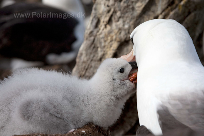 Black-browed albatross, West Point Island, Falklands_MG_3083