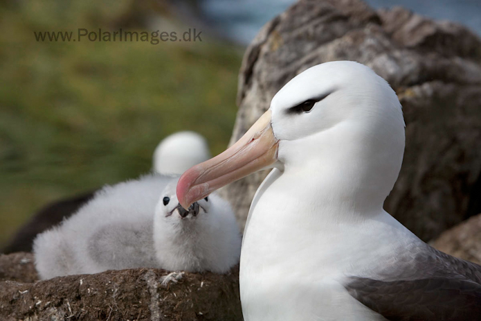 Black-browed albatross, West Point Island, Falklands_MG_3086