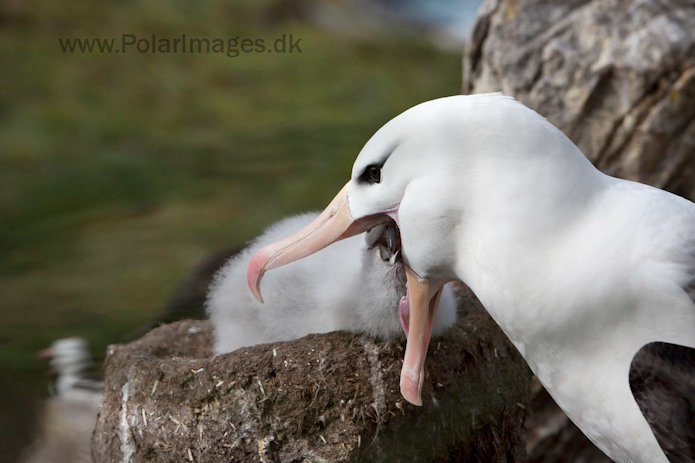 Black-browed albatross, West Point Island, Falklands_MG_3090