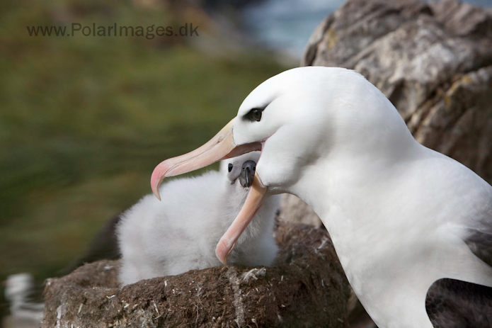 Black-browed albatross, West Point Island, Falklands_MG_3091