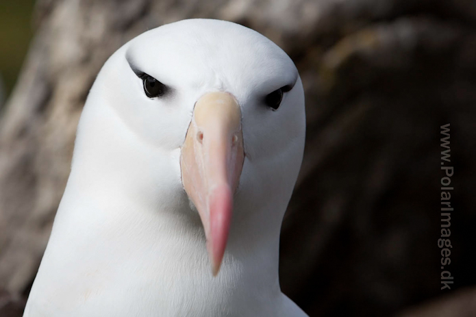 Black-browed albatross, West Point Island, Falklands_MG_3092