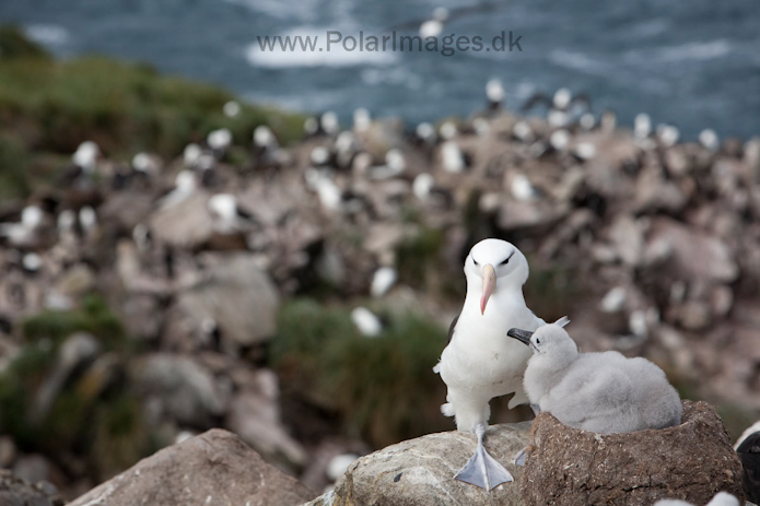 Black-browed albatross, West Point Island, Falklands_MG_3094