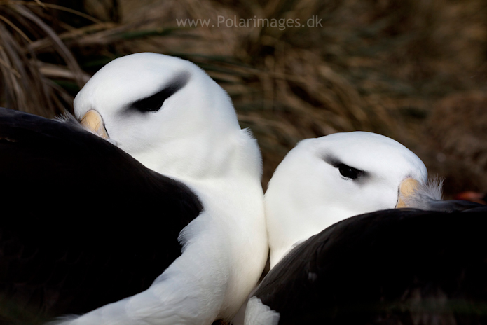 Black-browed albatross, West Point Island_MG_2607
