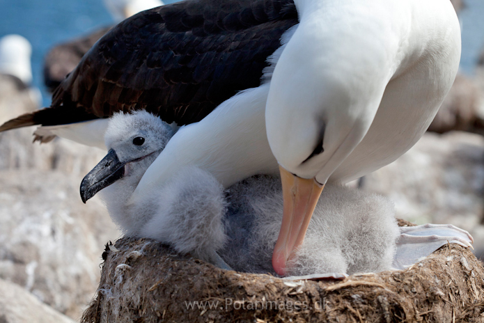 Black-browed albatross, West Point Island_MG_2610
