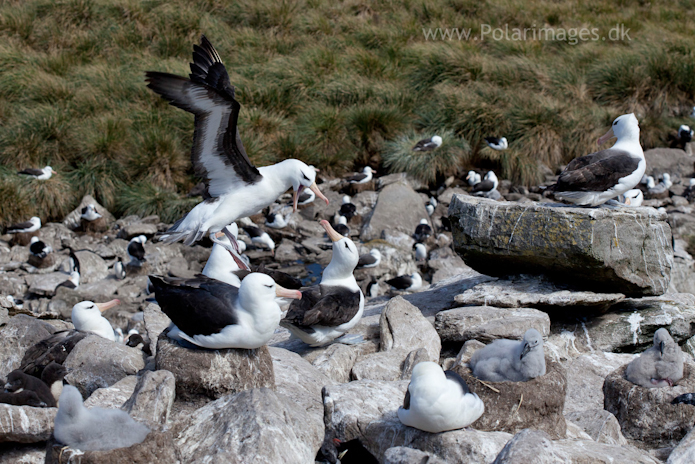 Black-browed albatross, West Point Island_MG_2624